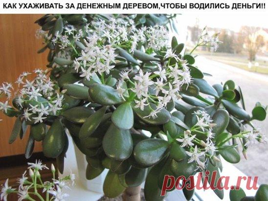 (93) Одноклассники