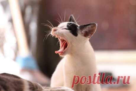 Подборка фото с котиками. Милые создания. №lublusebya-46341227042019 | Люблю Себя