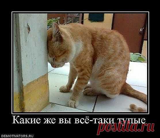 Даже кот понимает...