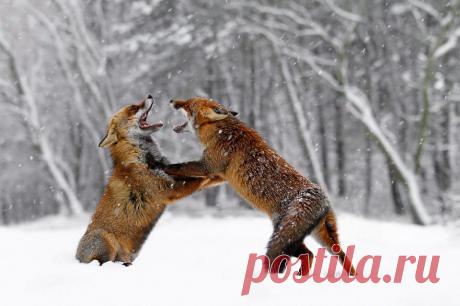 Снежные лисы | Уши, лапы, хвост