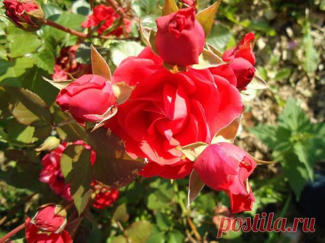 ОПРЕДЕЛИТЕЛЬ НЕДОСТАТКА ПИТАНИЯ РОЗ