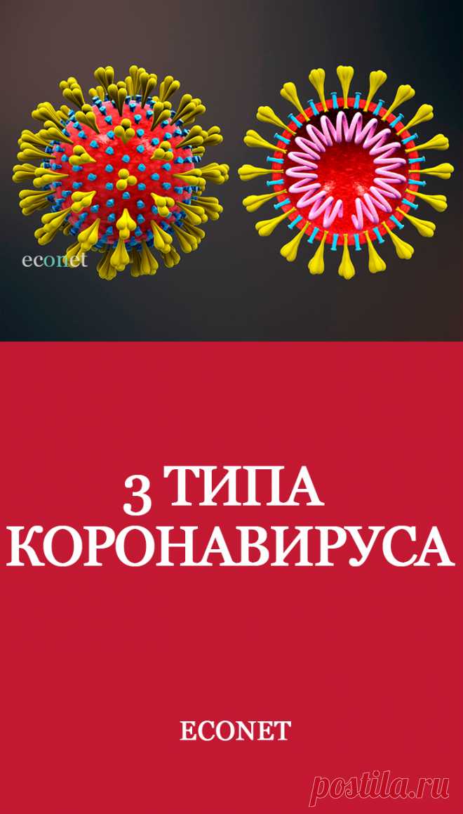 3 типа коронавируса

Проведя многочисленные исследования, ведущие ученые предполагают, что существует три основных типа коронавирусной инфекции. Такие мутации могут означать изменения генетического материала, характерные для этой пандемии. Исследователи Университета Кембриджа выяснили, что геномные тесты показали, по крайней мере, три разных вида вируса, относящихся к одному возбудителю SARS-CoV2.
