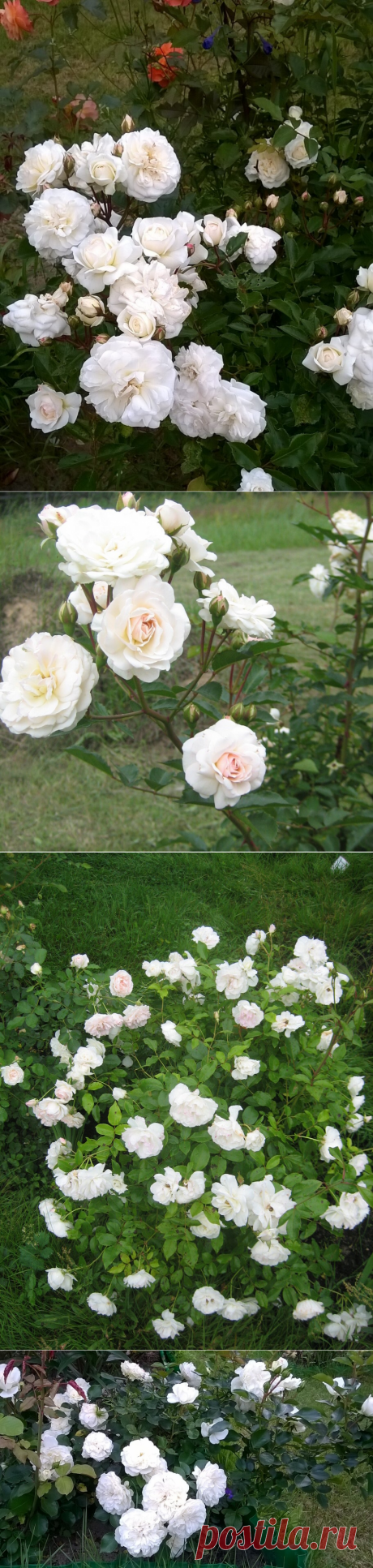Пятьдесят оттенков розы. Белый. | Записки розовода-любителя | Яндекс Дзен