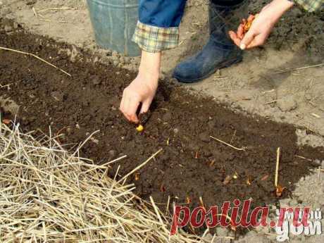 Секреты народные про дела огородные