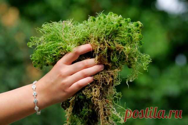 Мох сфагнум от А до Я — идеальный помощник для комнатных растений — Ботаничка