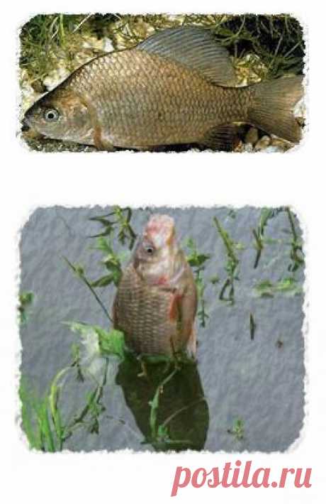Карась - народная рыба! Секреты ловли карасей. | SilverPike.ru