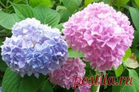 Как изменить цвет гортензии | Зеленый Сад