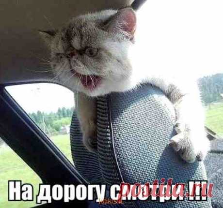 смешное фото