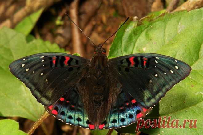 Gaudy Baron, male (Euthalia lubentina, Nymphalidae) | Flickr - Photo Sharing!