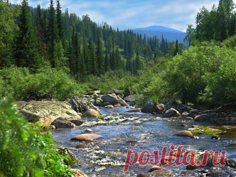 В  Кузбассе  растут  березы , осина, ель, сосна, рябина , кустарники . Природа  не хуже чем  в Швецарии