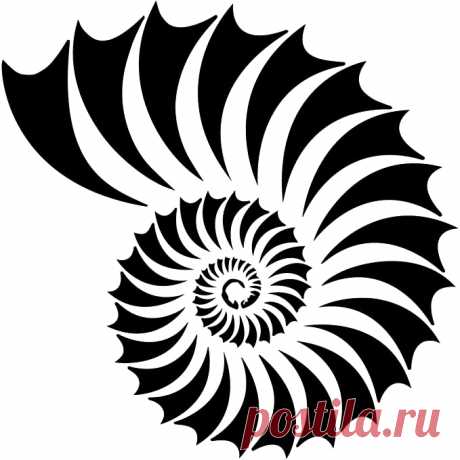 Amazon.com: Plantilla de concha Nautilus (10 mil plástico): Home & Kitchen
