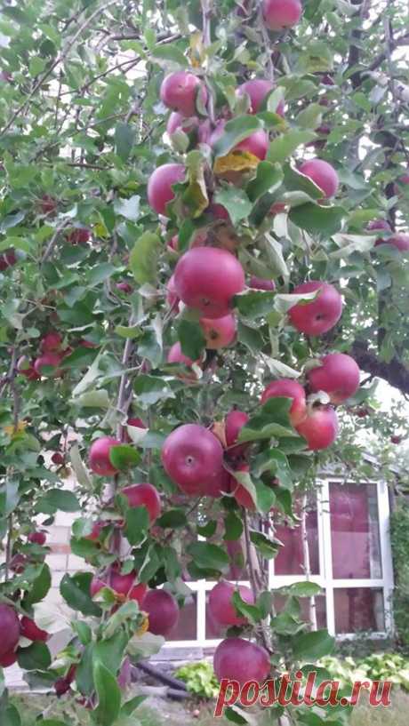 Яблоня Рубиновые Дуки