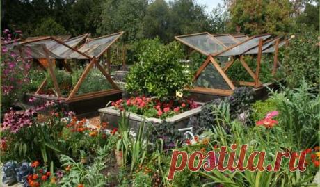 Десять копеечных аптечных средств, которые творят чудеса в огороде и цветнике — Ⴚα∂ ℨα୮০τ০Ᏸҡα