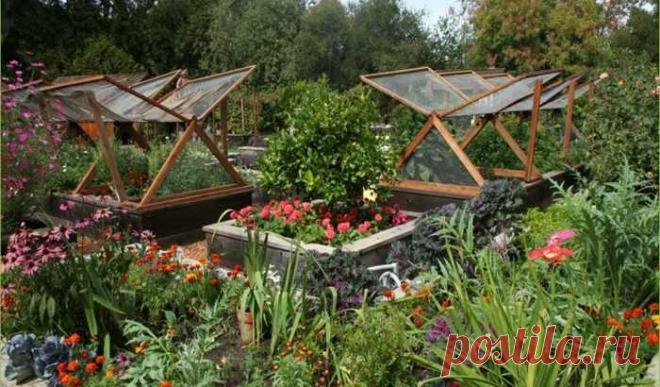 Десять копеечных аптечных средств, которые творят чудеса в огороде и цветнике — Ⴚα∂ ℨα୮০τ০Ᏸҡα