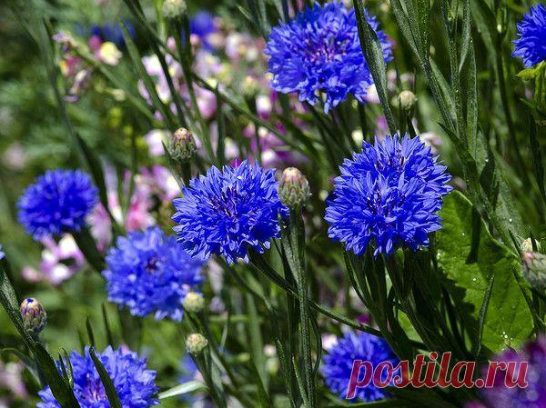 Мой Мир@Mail.Ru