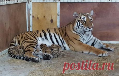 В Екатеринбургском цирке родились тигрята