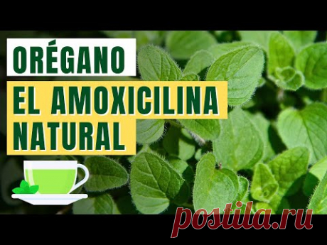 ORÉGANO: La Planta Capaz de REEMPLAZAR al AMOXICILINA ¿Qué Pasa En Tu Cuerpo Cuando Lo Consumes?