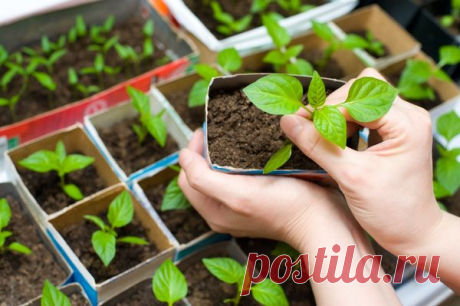Емкости для рассады: бумажные соты, торфяные таблетки и еще 13 вариантов