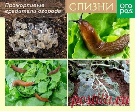7 растений, которые помогут отпугнуть слизней и улиток с грядок | Болезни и вредители (Огород.ru)