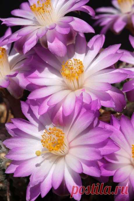 Cactus-Mammilliaria Teresae  |  Pinterest • Всемирный каталог идей