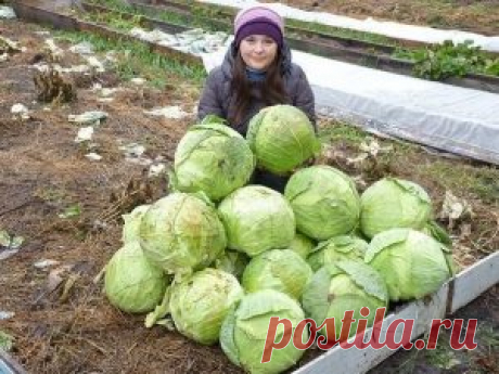 ПРОВЕРЕНО ПРАКТИКОЙ. КАПУСТА НА ДЕРНИНЕ. — Lady Блог