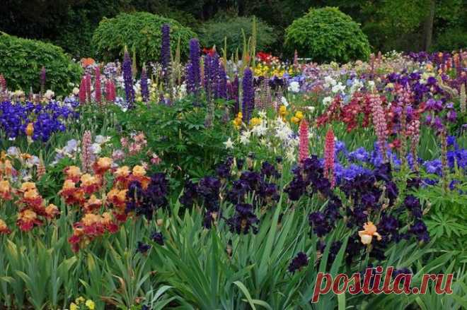 Душистые растения для сада — 6 соток