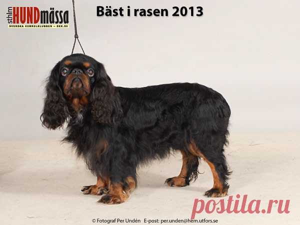 KING CHARLES SPANIEL Domare: GRANAAS HANSEN KARI, NORGE  DK UCH DK V-12 FI UCH NORD JV-11 NORD UCH NORD V-12 SE UCH CAVAMIRS LAKRITSTROLL  Ägare: AHLBERG JEANETTE, LJUNGBYHED Uppfödare: NORDIN ERNA-BRITT, NORDIN SARA, GÄVLE