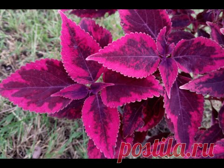 Колеус гибридный &quot;Религиус Редиш&quot; (Coleus hybridus &quot;Religious Radish&quot;)