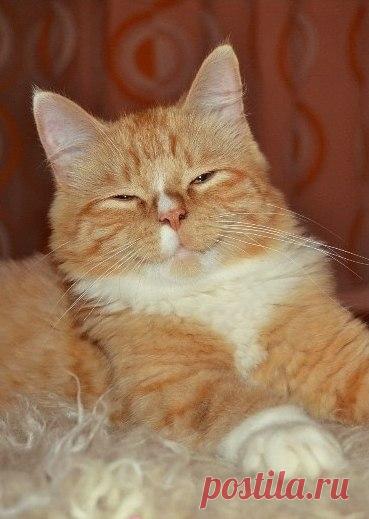 Прикольных котов пост - ЯПлакалъ