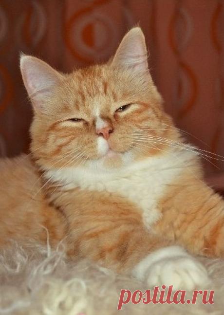 Прикольных котов пост - ЯПлакалъ