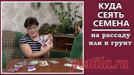 Какие цветы сеять на рассаду а какие сажать в грунт