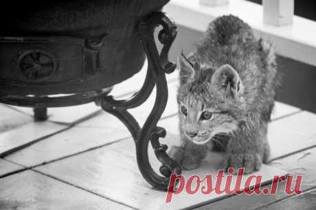 К жителю Аляски «пришел в гости» целый выводок рысей