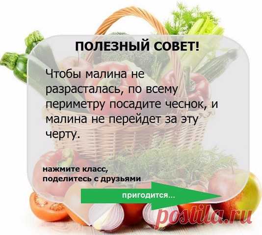УЗЕЛОК НА ПАМЯТЬ. Огородникам