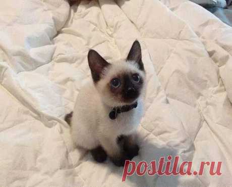 Котёнок по имени Гав )))