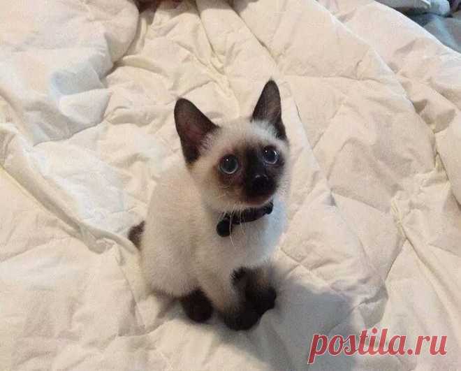 Котёнок по имени Гав )))