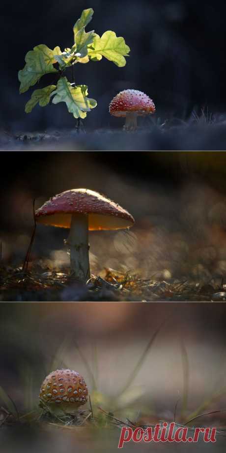 35PHOTO - Вячеслав Мищенко - Страна мухомория (часть 2)