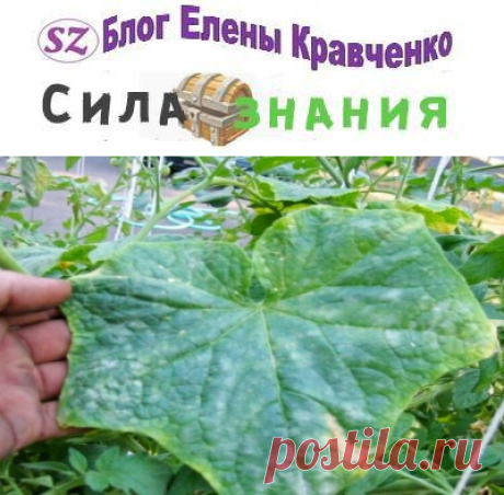 Мучнистая роса на огурцах: методы борьбы и народные средства