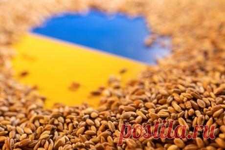 В Польше заявили о сохранении запрета на ввоз украинского зерна. Польша на ближайшее время сохранит запрет на ввоз украинского зерна, несмотря на возможные штрафные меры со стороны Евросоюза. Об этом заявил министр сельского хозяйства Чеслав Секерский в беседе с польским агентством PAP: «На ближайшее время мы должны сохранить блокаду на импорт зерна из Украины».
