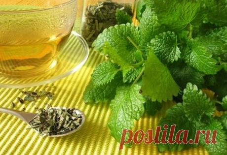 Питание при атеросклерозе:Herb-Еco
Действенным средством от атеросклероза, а также от нервных спазмов, головокружения и шума в голове является мелисса (лимонная мята). Мелиссу полезно употреблять в свежем или сушеном виде, из нее можно готовить чаи и отвары.