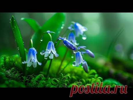Нежные мелодии фортепиано 🌿 Мирные природные пейзажи для глубокого расслабления и безмятежных