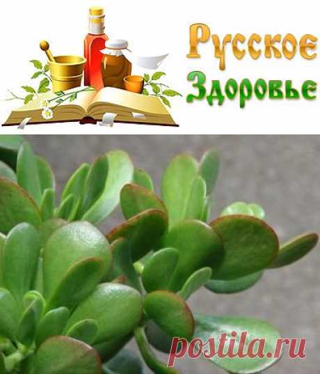 Денежное дерево рецепты для здоровья