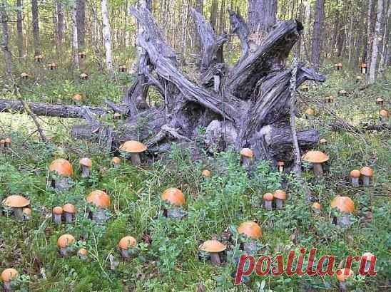 ПОДОСИНОВИКИ НАСТУПАЮТ)))))