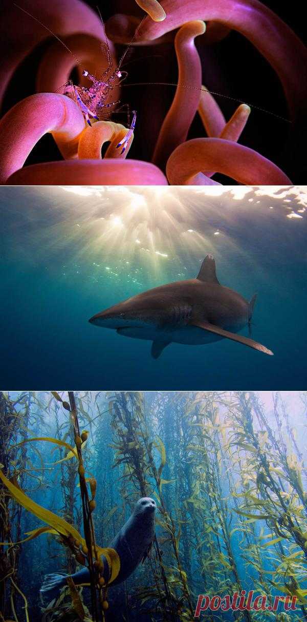 Победители конкурса подводной фотографии University of Miami's 2013 Underwater Photography