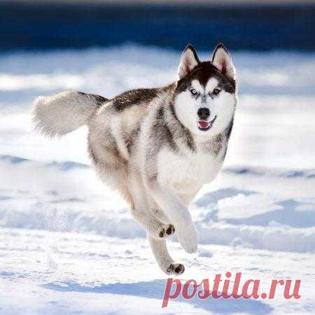 10 пород собак, которых в Европе воруют чаще других