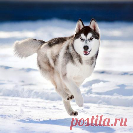 10 пород собак, которых в Европе воруют чаще других