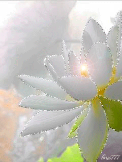 GIFS HERMOSOS: flores encoontradas en la web