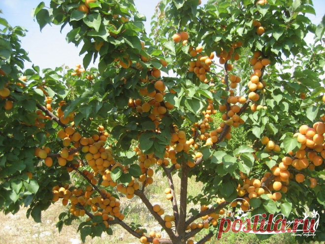 Выращивание абрикоса в саду.

Отличаясь интенсивным ростом и долгожительством, данная плодовая культура может плодоносить 30-40 лет. Но, как правило, деревья заменяют в садах раньше. Обусловлено это сильным разрастанием, что усложняет процесс ухода и сбор урожая. Поэтому на небольших угодьях лучше выращивать сорта карликовых форм.