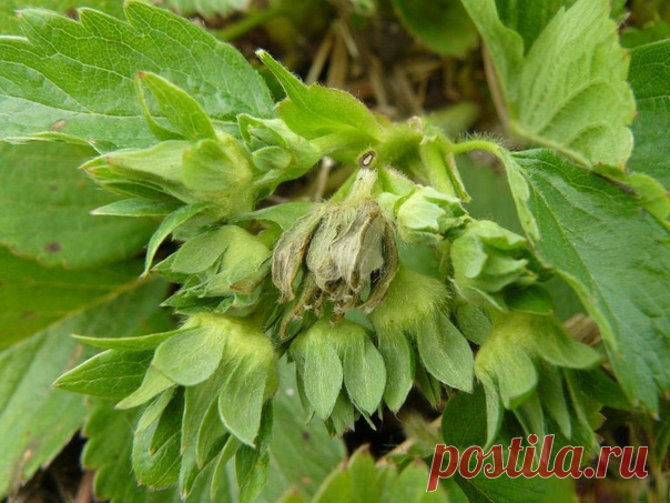 #конкурс_КС
#защитарастений_КС
#клубника_КС

Как приятно сорвать летом спелую ароматную вкусную клубнику и отправить её в рот. Думаю, что многие выращивают у себя на участке хотя бы делянку клубники, а то может и целое поле. Как же не насладится ароматным вареньем с чаем из клубники для меня это просто объедение.

А ведь каждый садовод знает, чтобы вырастить, крупную вкусную ягоду нужно хорошо потрудиться. Ожидая больших урожаев, мы не понимаем, а в чём причина, когда ягод...
