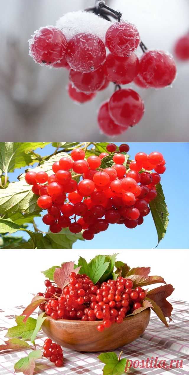 С калиной дружен - врач не нужен!