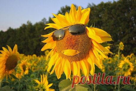 КАКОЙ СЕГОДНЯ ПРАЗДНИК? 14 Июня 2016 г. – Вторник • Всемирный день донора крови (World Blood Donor Day) 11 лет • День кофейных зерен • Международный день Блогера 12 лет • День работников миграционной службы 24 года • День траура и надежды - Литва • День мира - Парагвай • День американского флага • Именины у Валериана, Эльвиры, Дионисия, Иустина, Веры, Харитона, Агапита, Валерия, Василия, Пеона, Гаврила, Павла • Устинов день